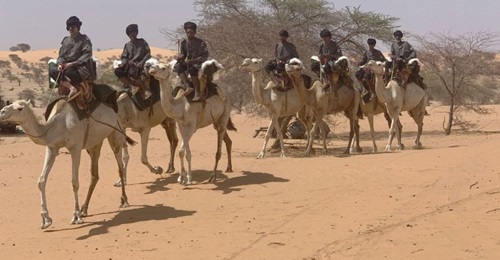 The Nomadic Group now has some 370 camels, allowing it to significantly extend its coverage of the Mauritanian hinterland once personnel recruitment and training are completed.